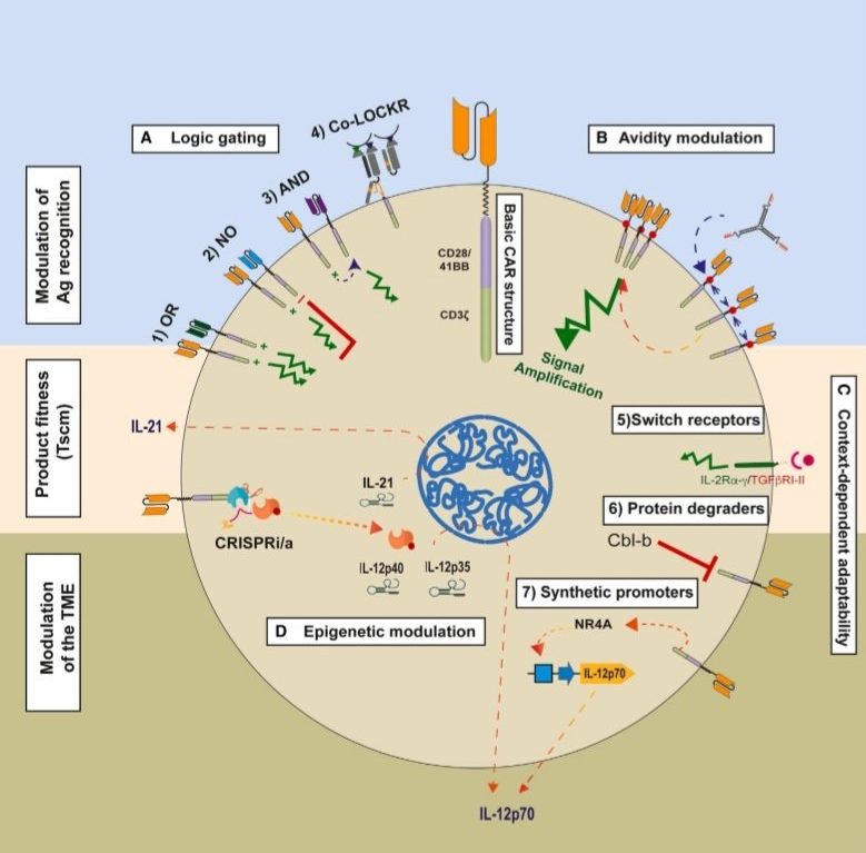 María Natalia Gandur Quiroga: Exciting advancements in Synthetic Biology for CAR T cell improvement!