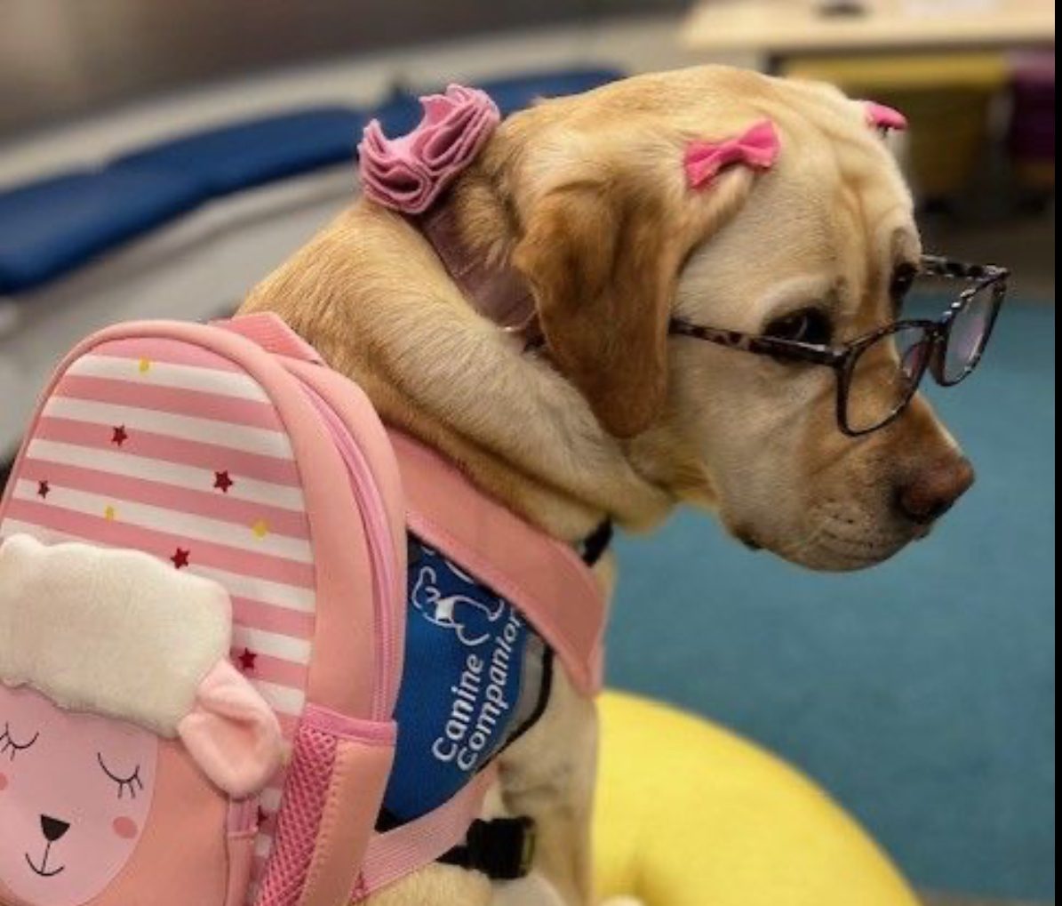 A round of a-paws to the inaugural class of American Cancer Society PAWS program grantees! - American Cancer Society
