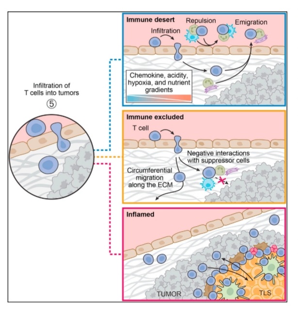María Natalia Gandur Quiroga: Fantastic review! A pleasure to read: Understanding the Cancer-Immunity Cycle.