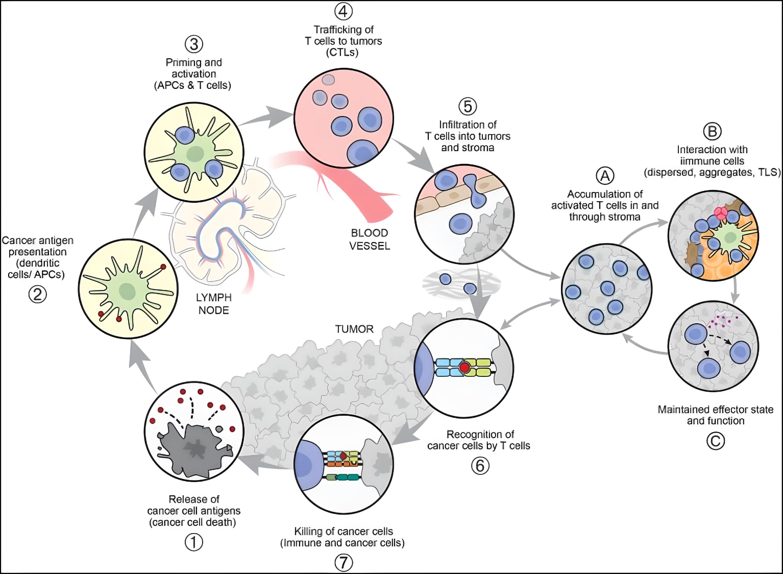 Daniel Chen: After a decade of immense progress for patients with cancer immunotherapy we are excited to publish a 10-year update, reflecting the complexity in the TME.