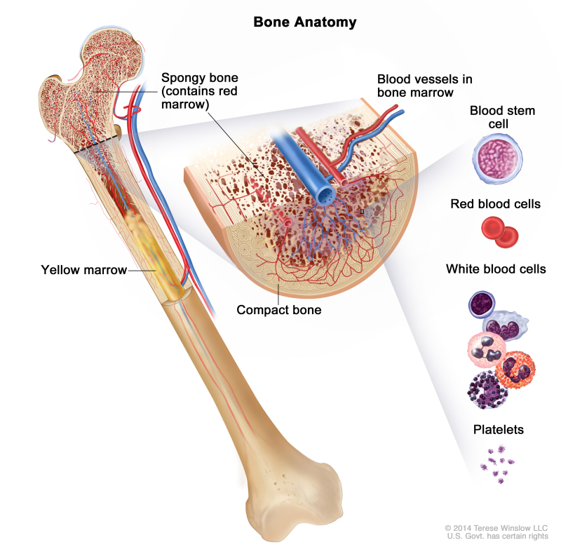 David Steensma: Did you ever wonder why our marrow is located inside of our *bones*?