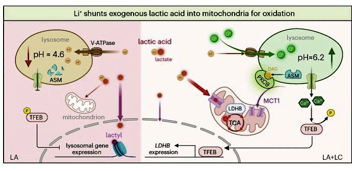 Patrick Hwu: This interesting strategy has potential implications for combination cancer immunotherapy