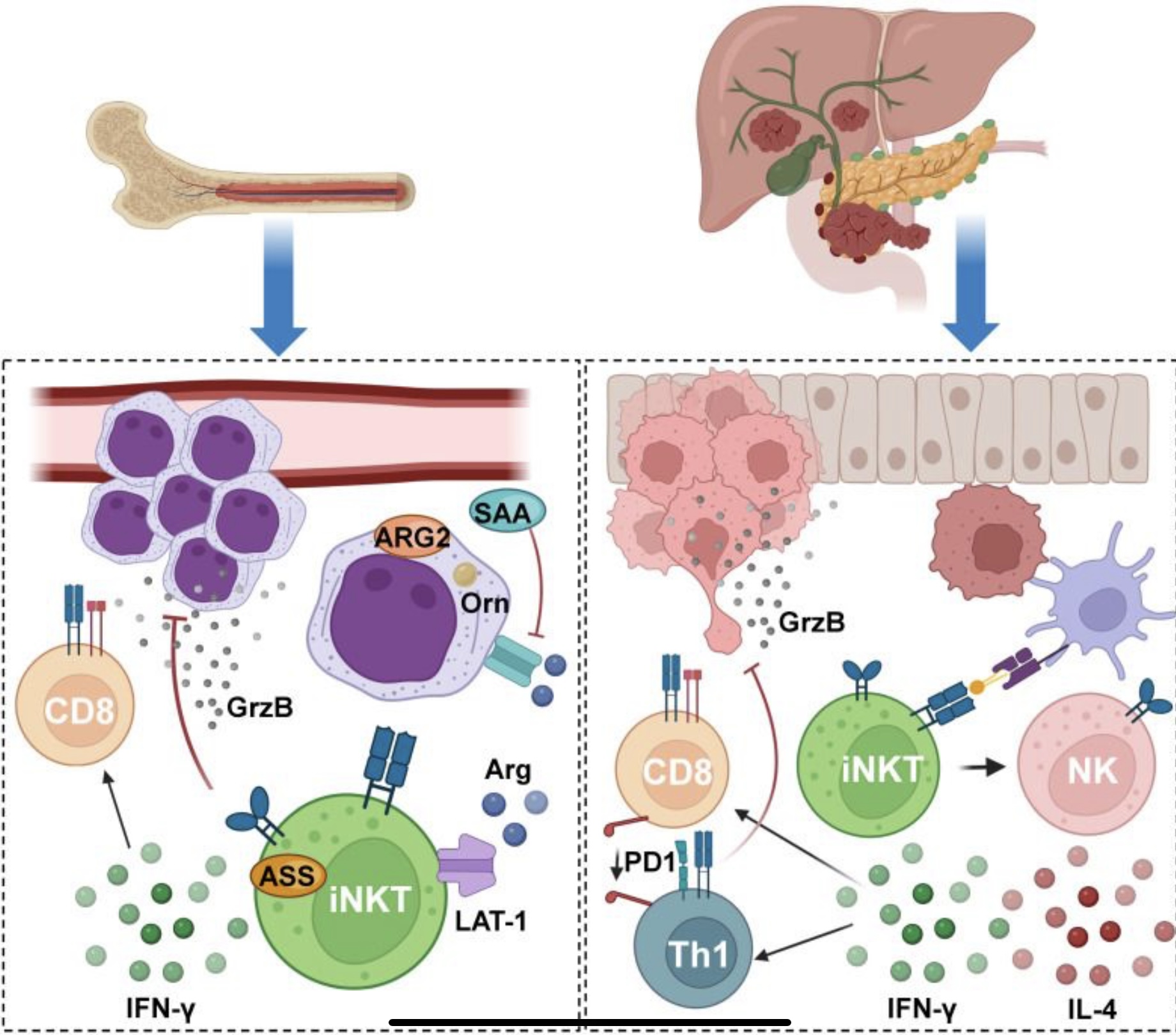 Easy IMMUNO-ATMPs