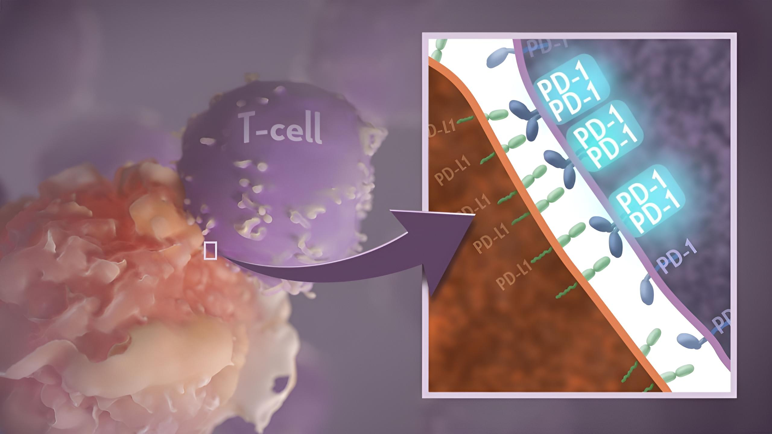immune checkpoint