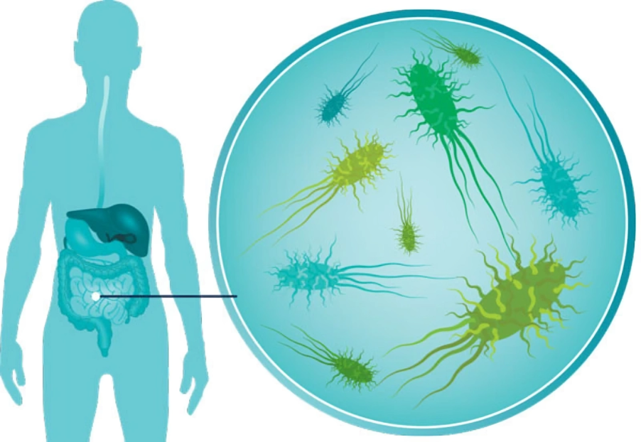 gut bacteria