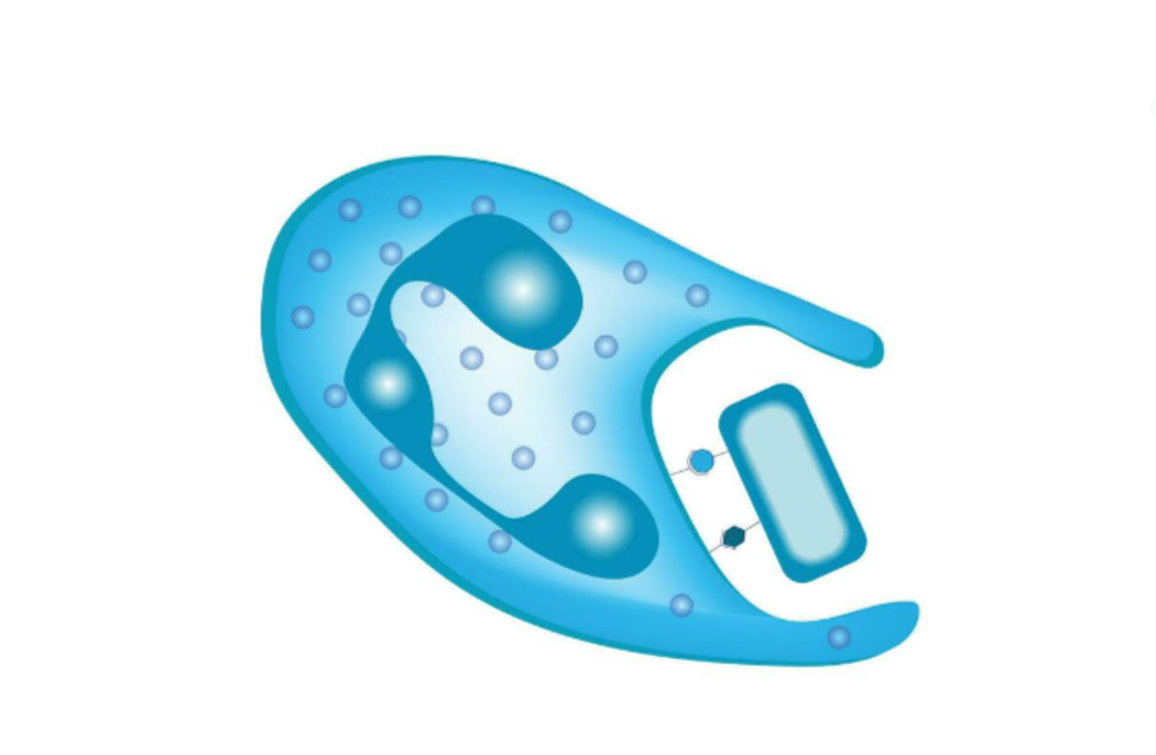 macrophages