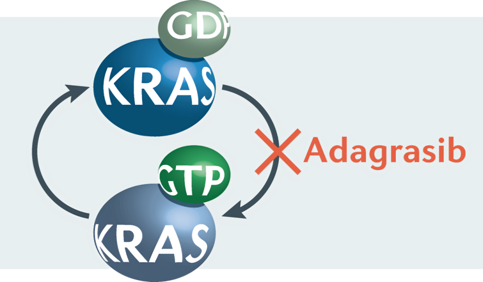 sotorasib and adagrasib
