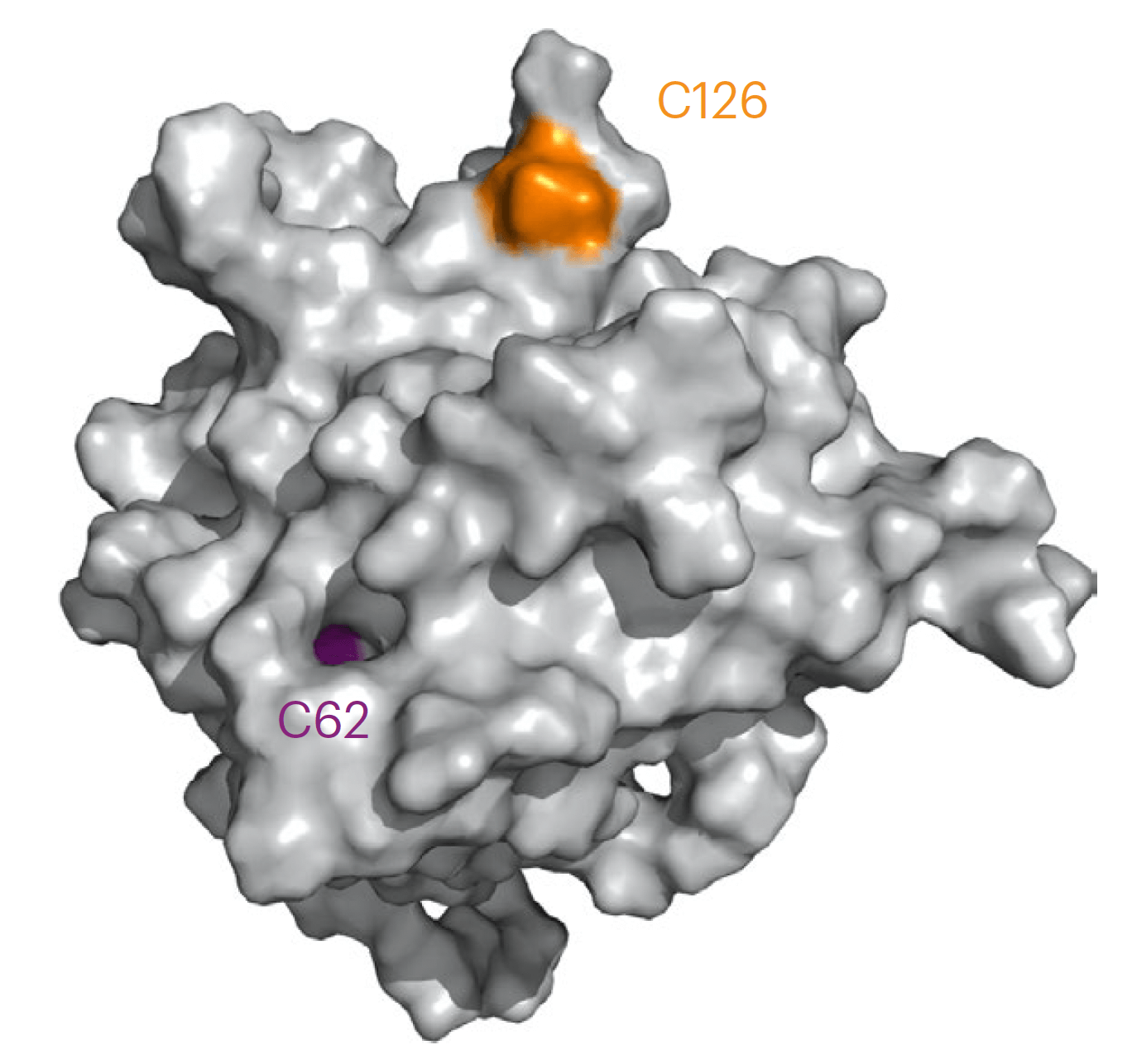 BAX protein