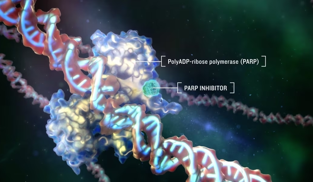 Cholesterol Biosynthesis