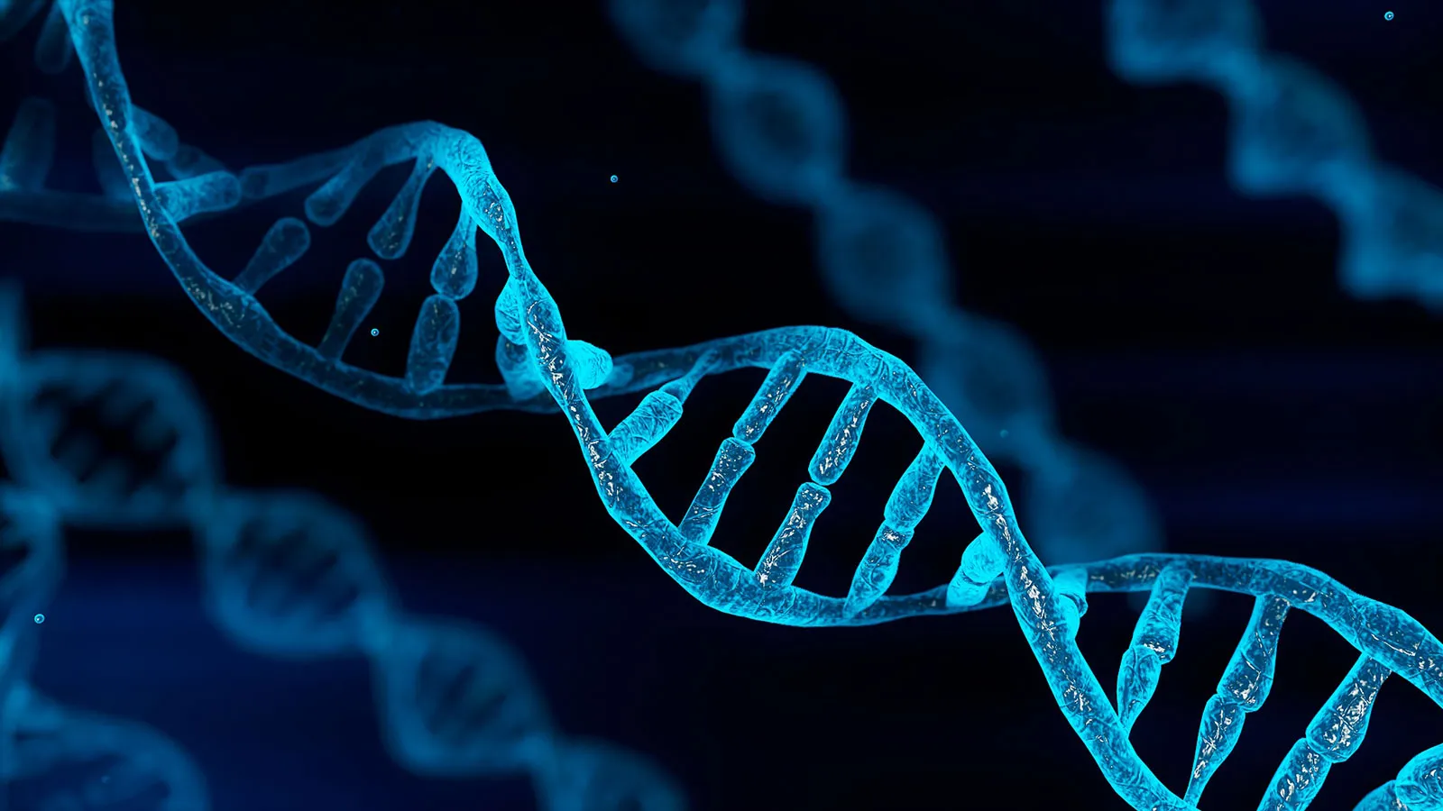 human topoisomerase