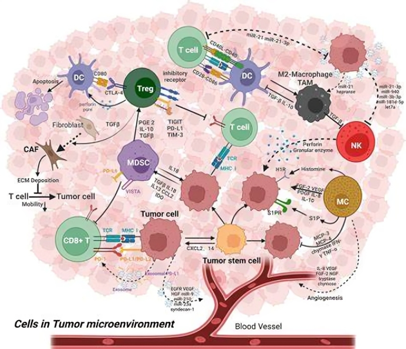 Tumor Microenvironment