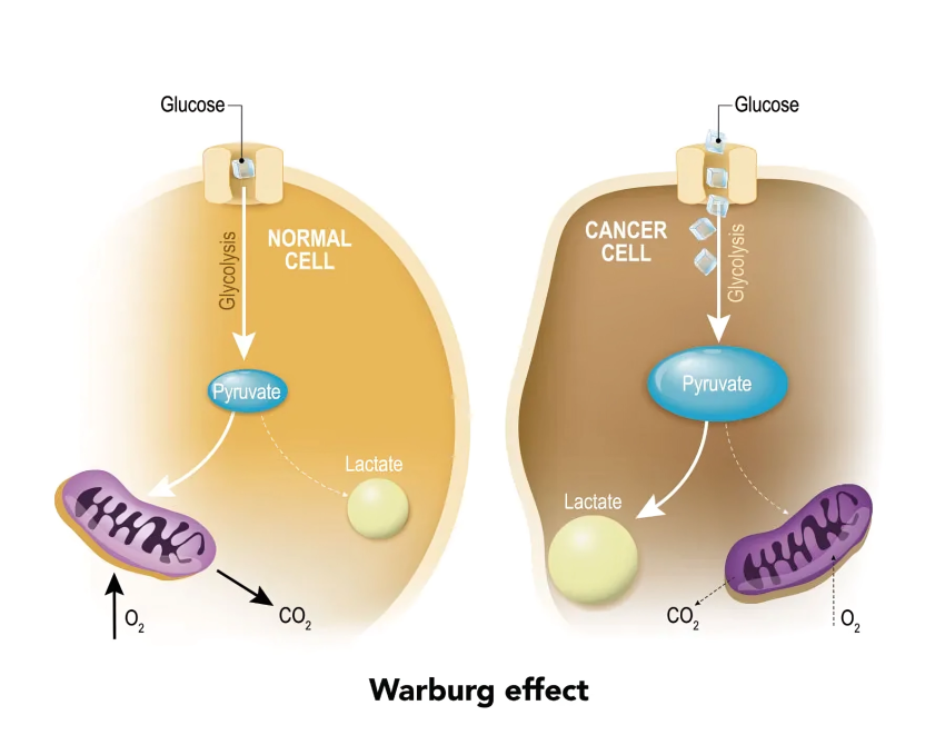 warburg