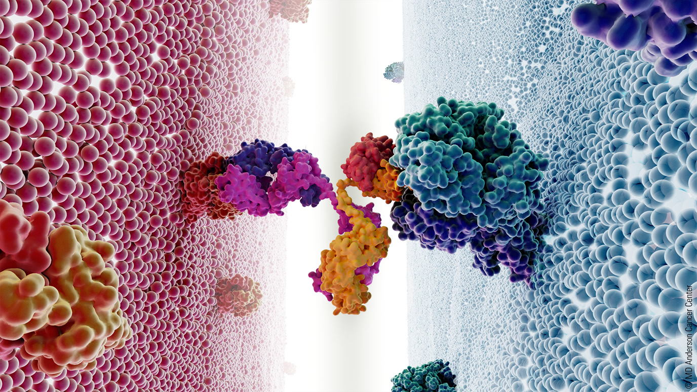 Bispecific antibodies