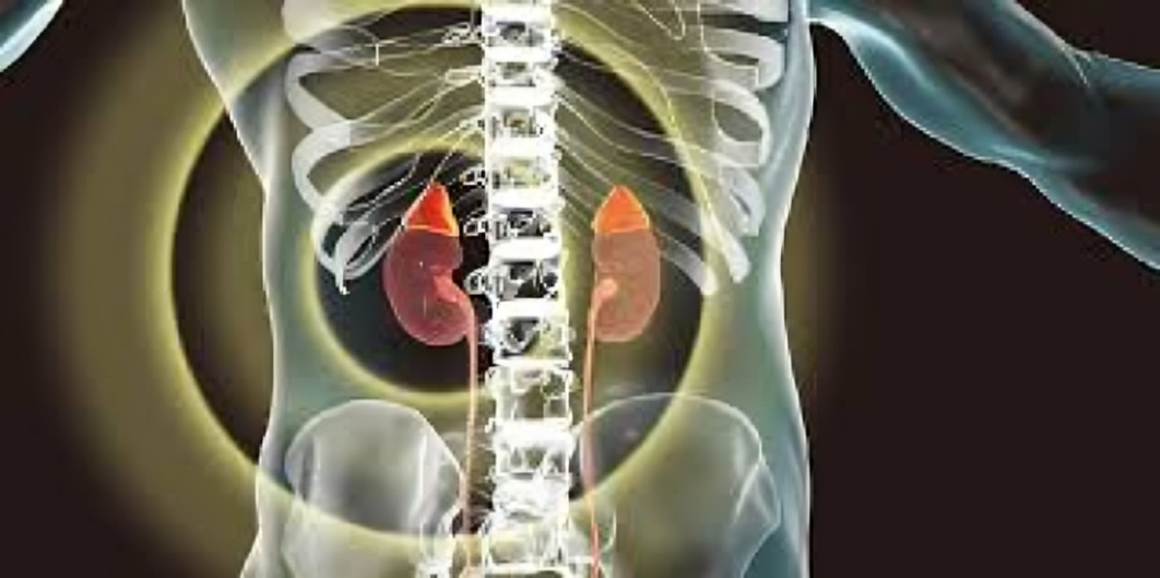 kidneycan