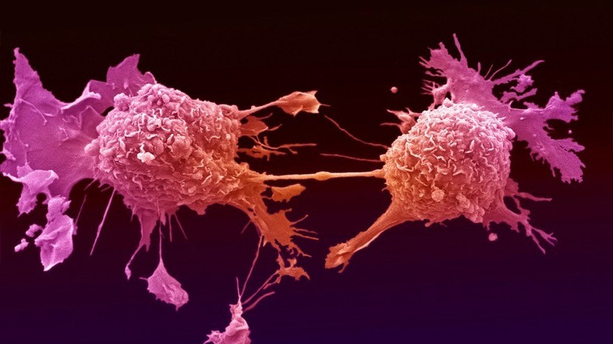 cell