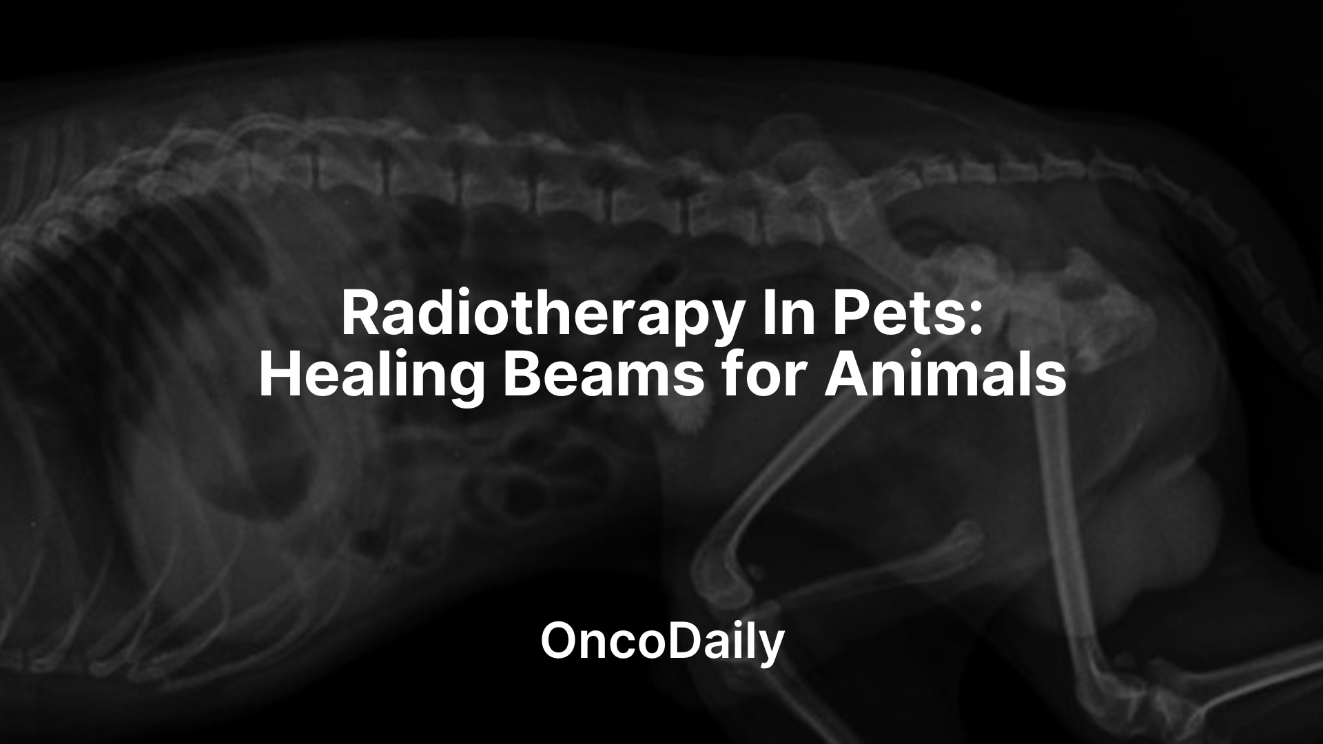 Radiotherapy In pets