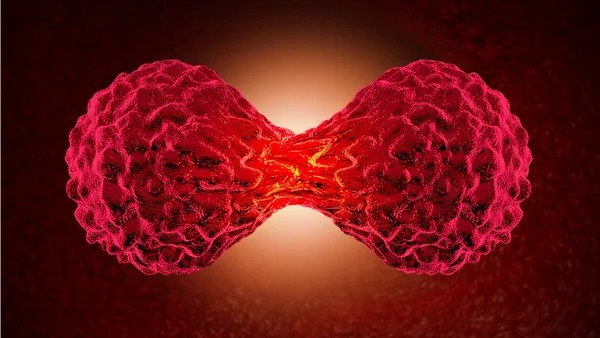 Main Role of an Antibody-Drug Conjugate